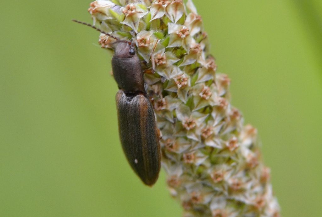 Athous sp. (vittatus?), Elateridae